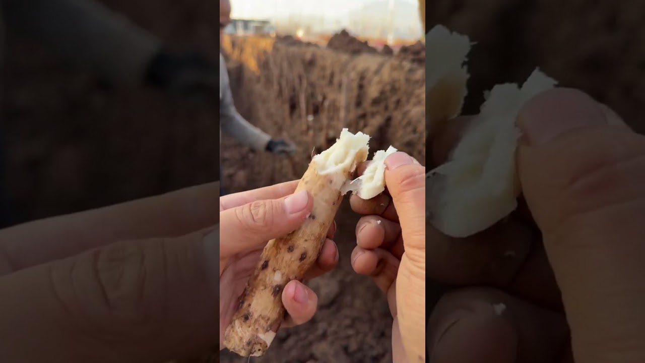 Looking back and forth, evening after evening