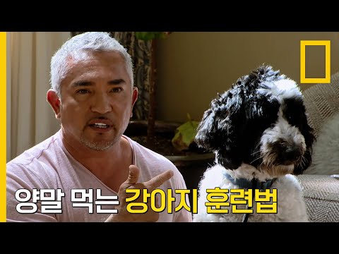 아무거나 주워 먹는 강아지 이식증 훈련과 넘치는 에너지 해결법! | 시저의 반려견 구하기