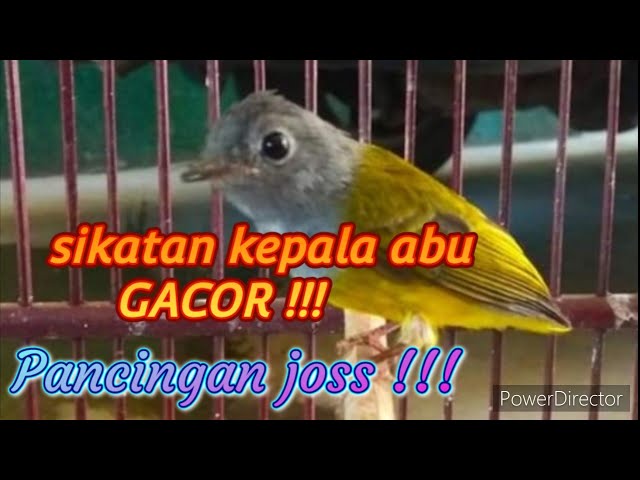 Sikatan Kepala Abu Gacor class=