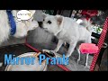 Mirror prank for dog Hilarious Reaction |Dog mirror prank | part 3 | pets gallery