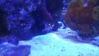 Frogfish Eating in slow motion