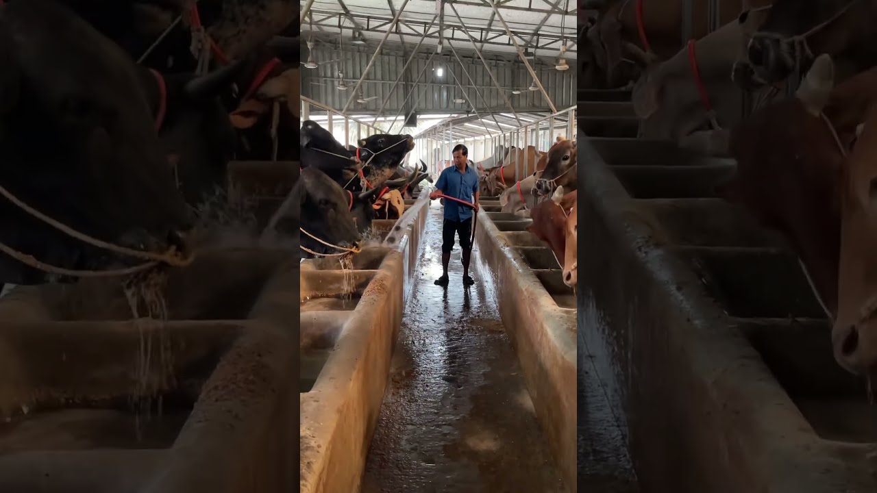 Cows Should Be Given Plenty Of Water Every Day Is An Important Thing For The Body Cow