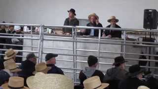 Pa Auction Center Horse Auction Resimi