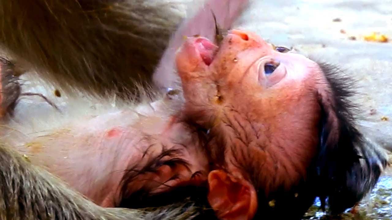 Newborn Baby Monkey Interacts With Mom During First Moments in the ...
