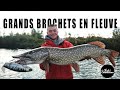 Grands brochets en fleuve avec sebibou fishing