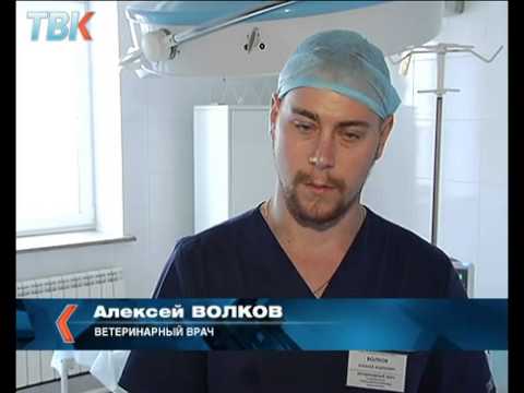 ветеринарный центр аврора, липецк. роман волков ветеринар липецк. ветеринарная лаборатория. ветеринары липецк отзывы. ветеринары липецк отзывы.