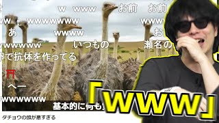 最近ハマっている動物の解説動画を見て爆笑するもこう【2023/04/18】