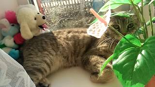 Кот играет с горшком приколы с котами
