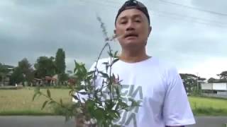 RAGAM MANFAAT - BUAH BIT DAN KUMIS KUCING  (5/5/16) 2-1