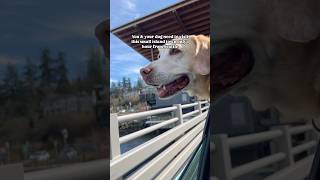 Langley on Whidbey Island 🌊 ⛴️ ☕️ #whidbeyisland #dogtravel #pnw #washingtonstate