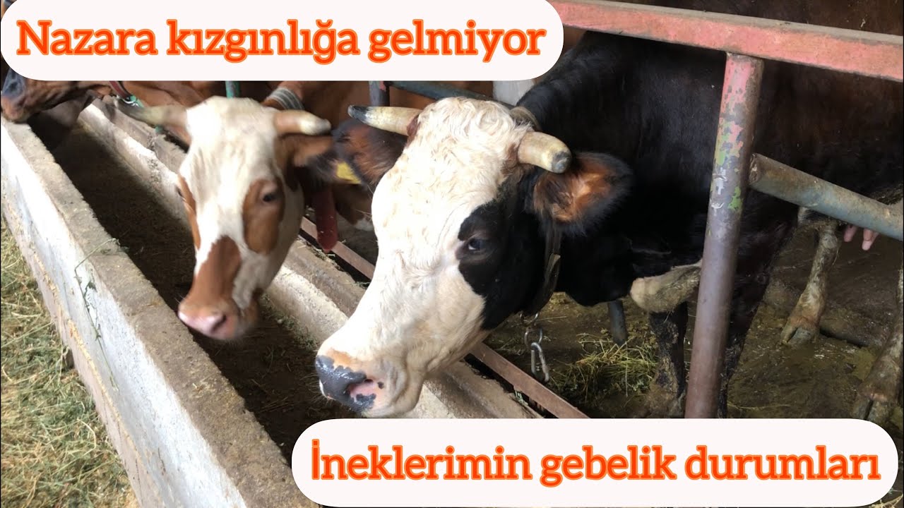 Nazara kızgınlığa gelmiyor/ineklerde gebelik durumu