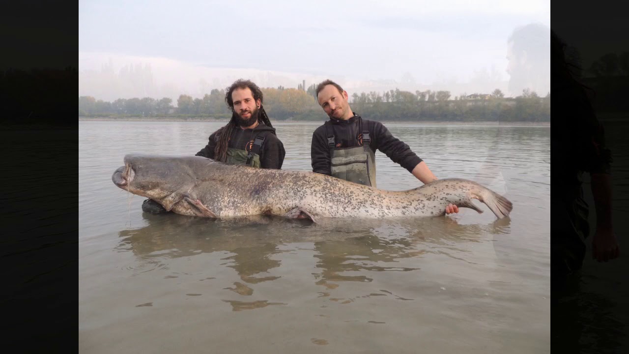 Siluro de Po 90 kg Waller fish Italy