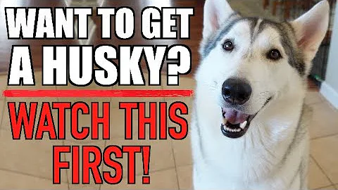 So You Want To Get A Siberian Husky...WATCH THIS FIRST!!!