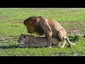 Mating of Lions