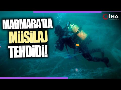 Güney Marmara'da Müsilaj