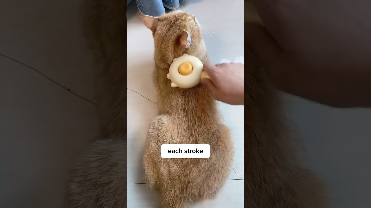 3 signs you need a new cat brush for your fur babies and why this brush will be the last cat brush