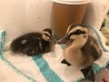 How To Hatch & Care For Ducklings