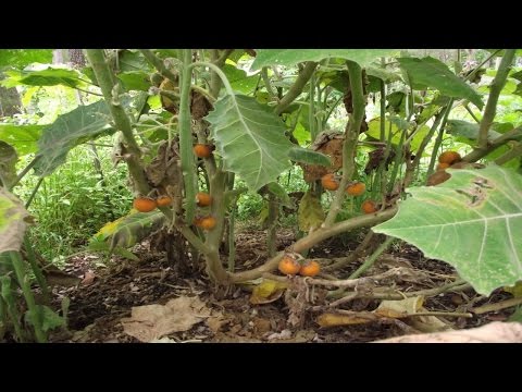 Video: Naranjilla Of 