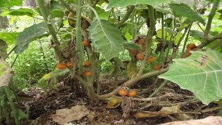 ⟹ Naranjilla aka lulo | Solanum quitoense | Nectar of the gods