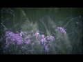 Miniature de la vidéo de la chanson Sonata A Quattro In G Minor, Woo 2: Grave