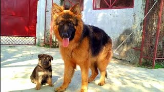 Show quality long coat German Shepherd female puppy for sale German shepherd puppies for sale