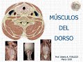 L2 | Músculos del dorso | Anatomía 2 | FMed UBA