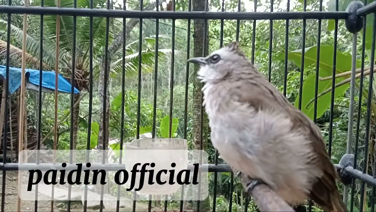 Suara burung trucukan full ropel fariasi