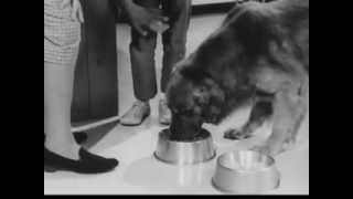 VINTAGE 1950s RALLY DOG FOOD COMMERCIAL #2 - DISCONTINUED DOG FOOD
