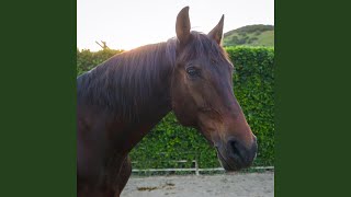 Dark Horse - The Taming