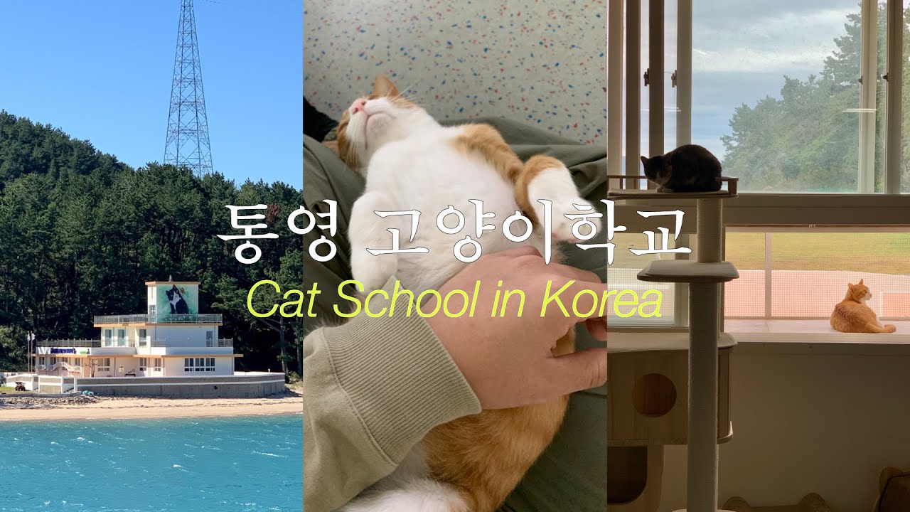 통영 섬마을 고양이학교에 가다! 통영항 용호도 배 타고 가는 법⛴️