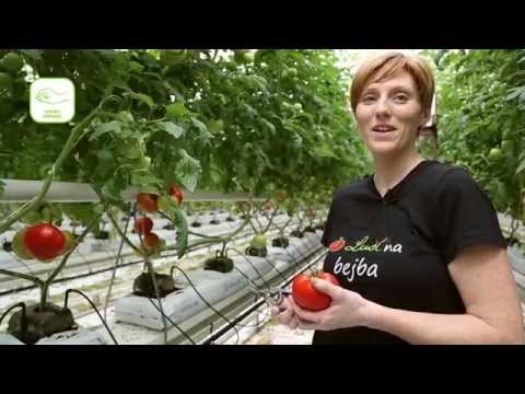 Video: Razlogi grenkega okusa paradižnika: informacije o kislem ali grenkem vrtnem paradižniku