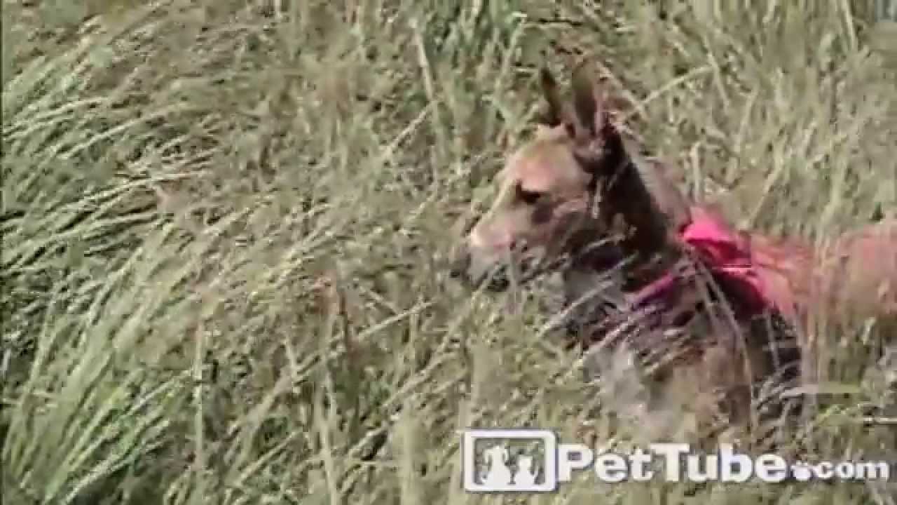 Dog Raised by Gazelles- PetTube