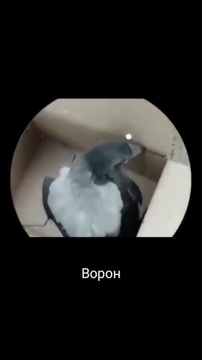 Ворон, Ворон, Ворон. Ворон выпал! АААААААААААА!!! #мегаящик #бравлстарс ...