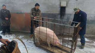 Pig Slaughter-Kill the New Year Pig, invite a butcher to say something crazy before moving the knife