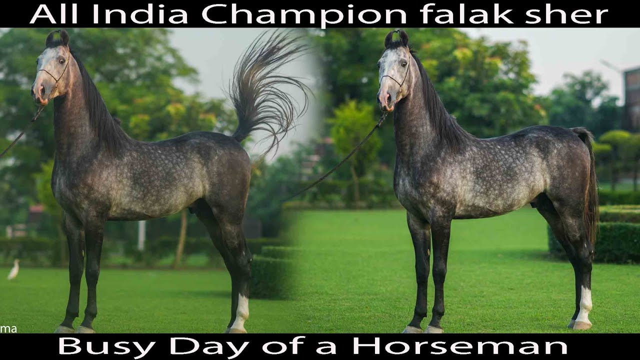 All India Champion Marwari stallion Falak sher