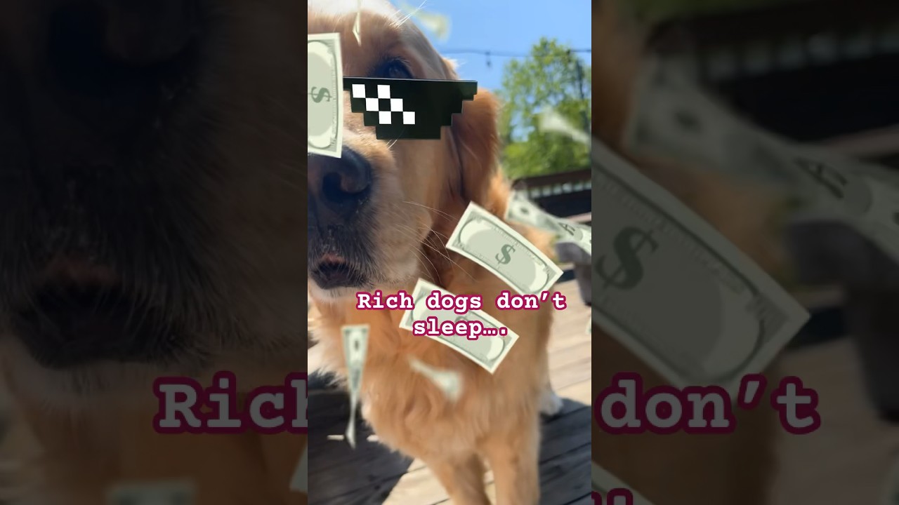 RICH DOGS DONT SLEEP 😴