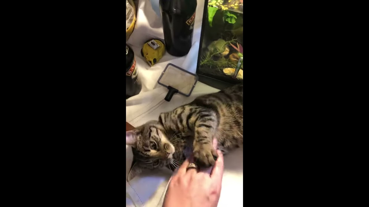 10 gallon Betta fish tank + Cat YouTube