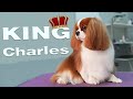 Grooming Cavalier King Charles Spaniel ⏩ (speeded up) ⏩ Bath & Haircut