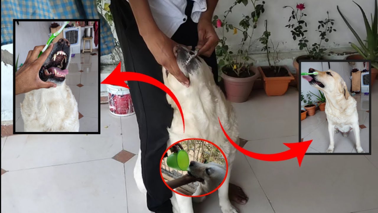 pyaara-max-labrador-hate-teeth-brushing-how-to-brush-dog-teeth-at