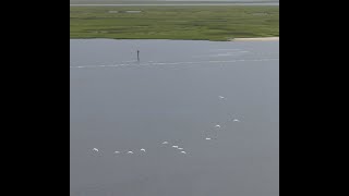 Flying with Herons in Florida by Lost Pond Fishing 18 views 1 year ago 19 seconds