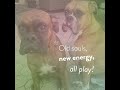 Help Co-Create BARK - America&#39;s Top Dog Park at Wyld Oaks in Apopka Florida | NW of Orlando