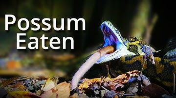 Python Eats Possum Time-Laps