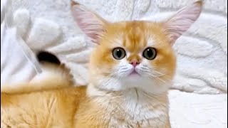 Long-eared cat 🐱 🐈🥰🥰😍❤️😘💕💕💕💚💚