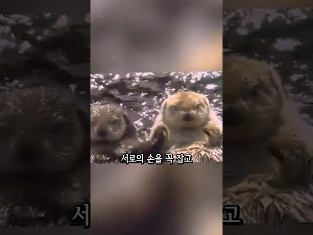 해달이 육아하는 방법