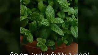 نباتات برية فلسطينية