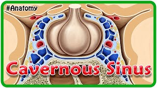 Cavernous Sinus Anatomy Animation : Tributaries, Communications and Cavernous sinus thrombosis