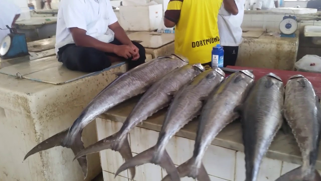 جولة سوق السمك في منطقة جازان