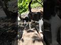 島でベンチに座るとすぐに猫たちが集まってくる