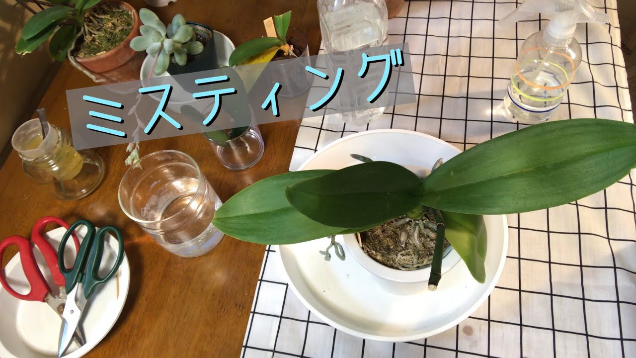 葉水のやり方 胡蝶蘭は葉からも水分を吸収します Youtube