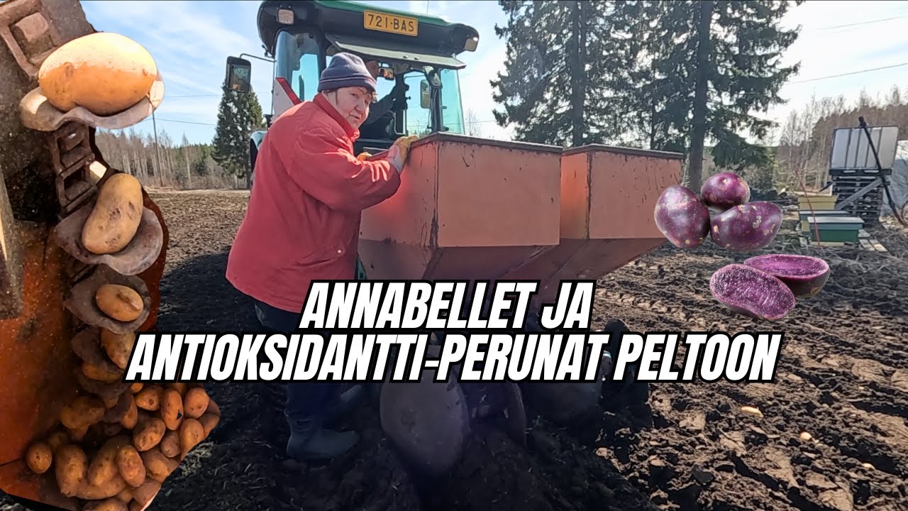Perunan Istutus 2025: Violettia Antioksidantti-Perunaa Kasvamaan!